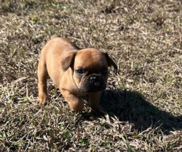 Medium Photo #4 French Bulldog Puppy For Sale in MAYO, FL, USA