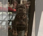 Puppy 2 French Bulldog