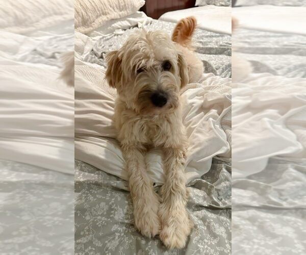 Medium Photo #2 Unknown-Wheaten Terrier Mix Puppy For Sale in Bellingham, WA, USA