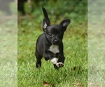 Small #1 Chihuahua Mix