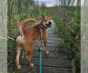 Chow Chow-Shiba Inu Mix Dogs for adoption in Boston, MA, USA