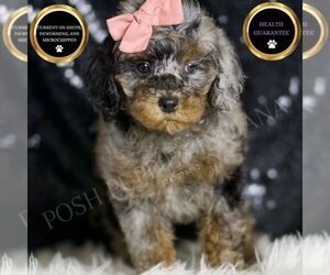 Poodle (Miniature) Puppy for sale in WARSAW, IN, USA