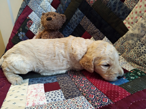 Medium Photo #9 Goldendoodle Puppy For Sale in PELHAM, NH, USA