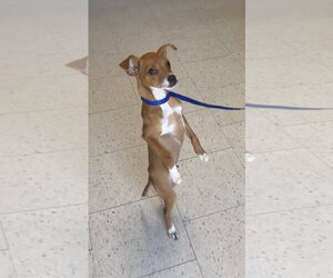 Rat-Cha Dogs for adoption in Raleigh, NC, USA