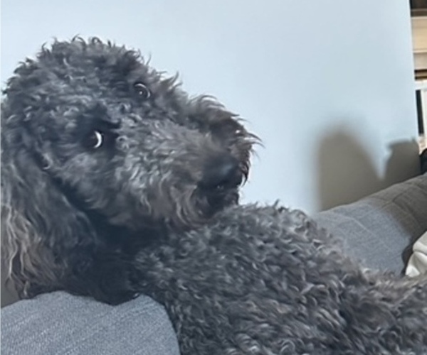 Medium Photo #1 Double Doodle Puppy For Sale in HAMILTON, OH, USA