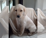 Small Photo #2 Golden Labrador Puppy For Sale in DUNDEE, NY, USA