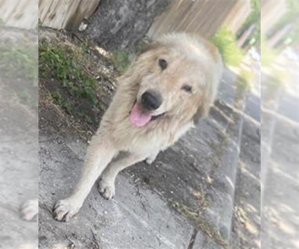 Medium Photo #1 Great Pyrenees-Unknown Mix Puppy For Sale in San Antonio, TX, USA