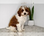 Small #1 Cavapoo