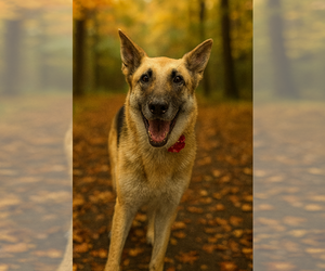 Gretchen - Female German Shepherd Dog-Unknown Mix Dog for Adoption - Photo #2