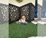 Bodie - Male Havanese Puppy for Sale - Photo #3