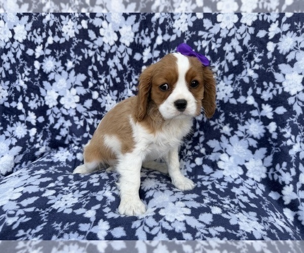 Medium Photo #4 Cavalier King Charles Spaniel Puppy For Sale in LAKELAND, FL, USA