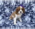 Small #3 Cavalier King Charles Spaniel