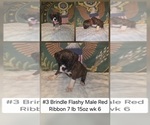 Small #1 Boxer