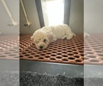 Small #3 Poodle (Miniature)