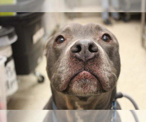 Medium Photo #10 Mutt Puppy For Sale in Chestertown, MD, USA