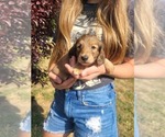 Small #6 Dachshund