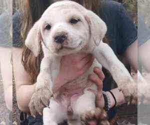 Great Pyrenees-Unknown Mix Dogs for adoption in Horn Lake, MS, USA