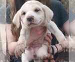 Small Great Pyrenees Mix