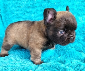 French Bulldog Puppy for sale in LAS VEGAS, NV, USA