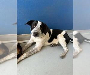 Texas Heeler-Unknown Mix Dogs for adoption in Visalia, CA, USA