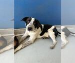 Small Texas Heeler Mix