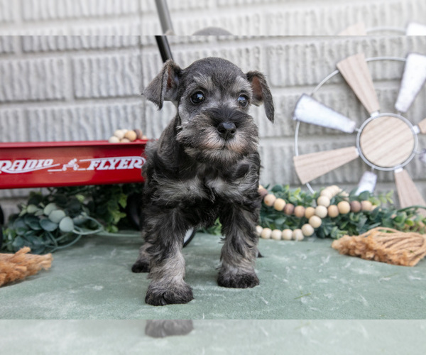 Medium Photo #5 Schnauzer (Miniature) Puppy For Sale in BALTIC, OH, USA