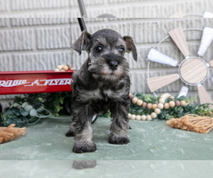 Medium Schnauzer (Miniature)