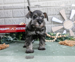 Puppy Quincy Schnauzer (Miniature)