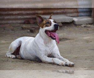 Bull Terrier-Unknown Mix Dogs for adoption in Brooklyn, NY, USA