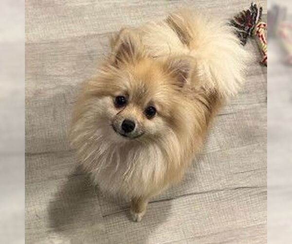 Medium Photo #5 Pomeranian Puppy For Sale in Lebanon, PA, USA