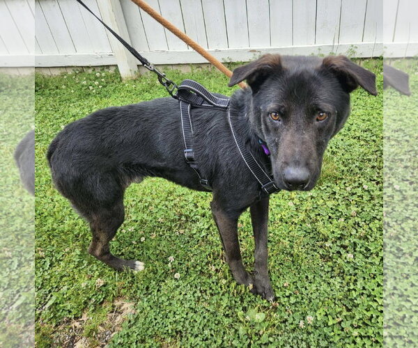 Medium Photo #18 Labrador Retriever-Unknown Mix Puppy For Sale in Mount Laurel, NJ, USA
