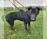 Small #17 Labrador Retriever Mix