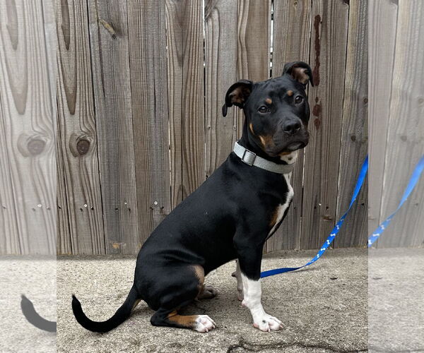 Medium Photo #3 Mutt Puppy For Sale in Euless, TX, USA