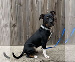 Small #2 Mutt