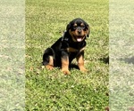 Small Photo #1 Rottweiler Puppy For Sale in MARION, SC, USA