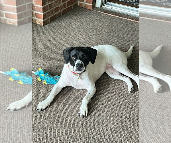 Medium Photo #10 Mutt Puppy For Sale in Candler, NC, USA