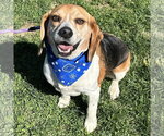 Small #2 Beagle