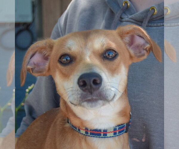 Medium Photo #1 Chiweenie Puppy For Sale in Huntley, IL, USA