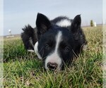 Puppy Kennedy Border Collie