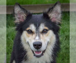 Huskies -Unknown Mix Dogs for adoption in Huntley, IL, USA