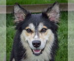 Small Huskies Mix