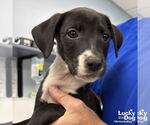Small #1 Retriever  Mix
