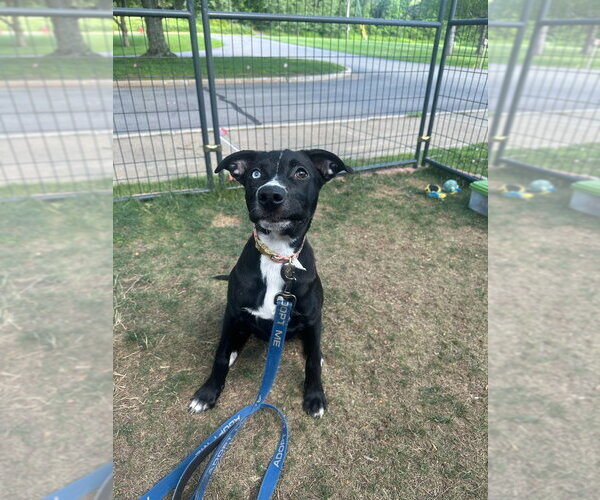 Medium Photo #3 Mutt Puppy For Sale in Gloversville, NY, USA