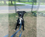 Small #2 Mutt