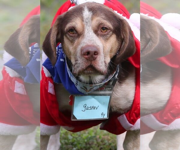 Medium Photo #15 Beagle Puppy For Sale in Tampa, FL, USA