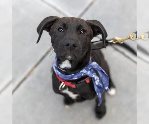 Medium Photo #36 Labrador Retriever-Unknown Mix Puppy For Sale in San Diego, CA, USA