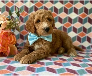 Goldendoodle (Miniature) Puppy for sale in LANCASTER, PA, USA