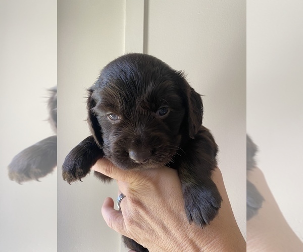 Medium Photo #1 Boykin Spaniel Puppy For Sale in QUITMAN, GA, USA
