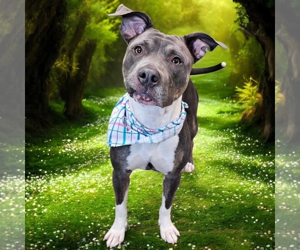 Medium Photo #4  Puppy For Sale in , 