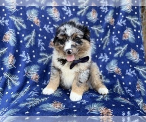 Miniature Australian Shepherd Puppy for sale in LAKELAND, FL, USA